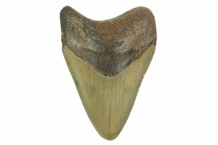 Fossil Megalodon Tooth - North Carolina #298874